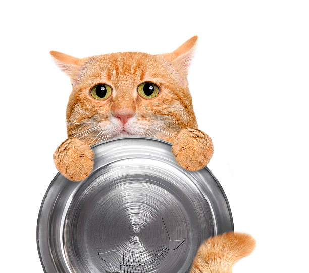 istock Hungry cat holding food bowl. 524391008