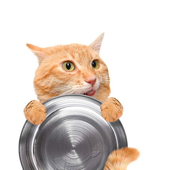 istock Hungry cat holding food bowl. 524391070