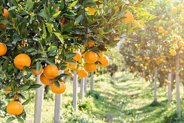 istock Ripe and fresh oranges hanging on branch, orange orchard 524391220