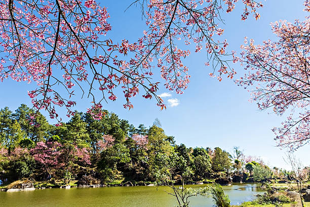 istock Beautiful cherry blossom or sakura with nice blue sky 524391416