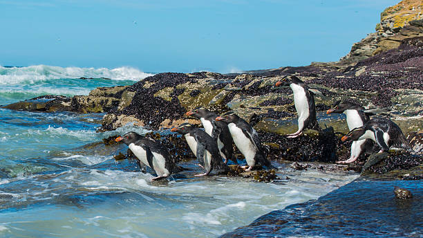 Rockhopper penguins Falkland Island