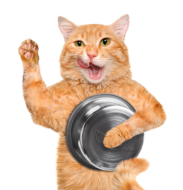 istock Hungry cat holding food bowl . 524391534