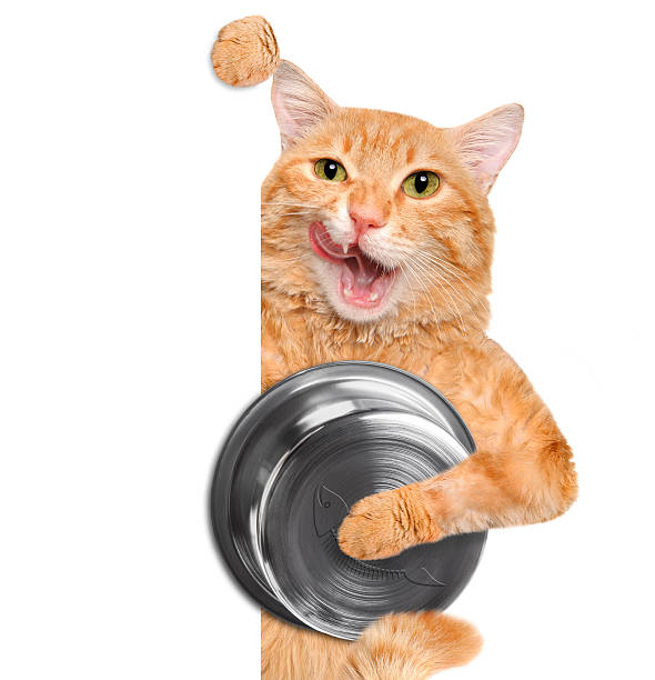 istock Hungry cat holding food bowl . 524391598