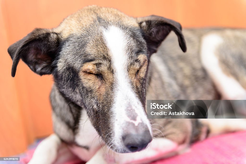 sick homeless dog sick homeless dog with eye disease in a veterinary clinic Adult Stock Photo
