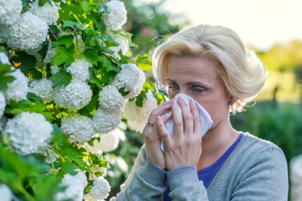 istock Woman sneezing in the blossoming garden 524392010