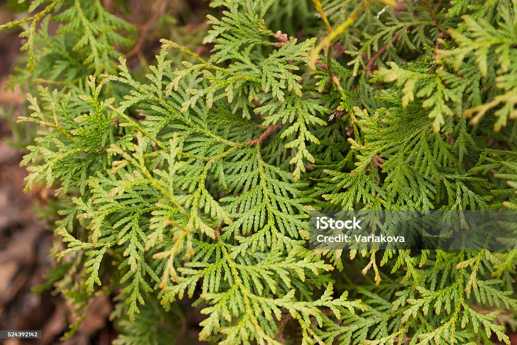 evergreen arborvitae branches close-up Abstract Stock Photo