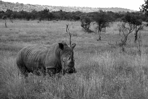 A white rhino in the tall grass of the savanna in Pilansberg National Park, South Africa.  Black and white