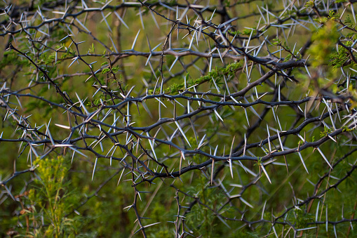 A detailed shot of the large thorns of the acacia bush in South Africa