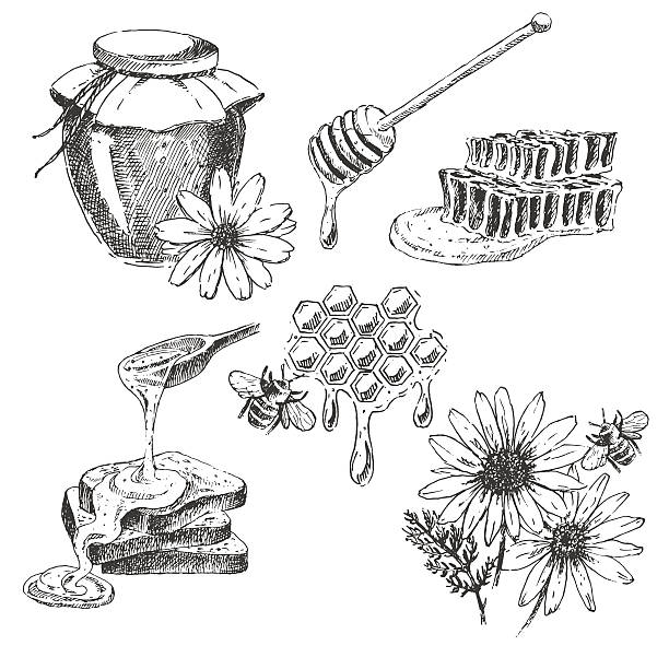 ilustraciones, imágenes clip art, dibujos animados e iconos de stock de vector de dibujado a mano elementos de miel de eficacia. jar, cuchara, barra, las células - angelica herb plant organic