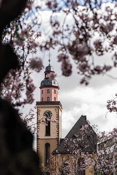istock Church in Frankfurt and sakura flower 524394750