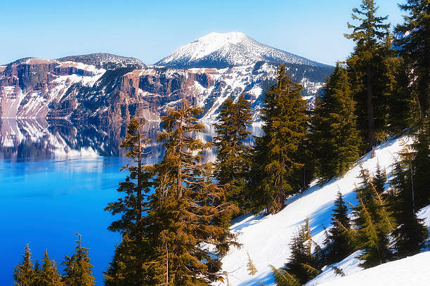Trees kissed by the afternoon sun along the southeast end of Crater Lake.  The Volcano's snowy rim reflects into the deep blue waters under blue skies