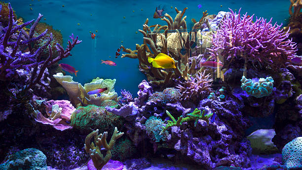 istock Exotic fishes in an aquarium 524395806