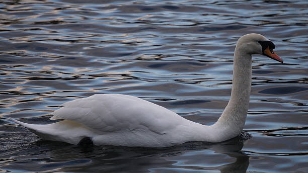 Swan In Hyde Park stock photo