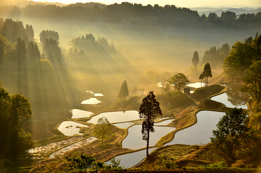 It is a rice terrace of Gamo in the Matsushiro district of Tokamachi City, Niigata Prefecture. Because it was a shooting in the early morning, the morning fog and the beam of light were seen.