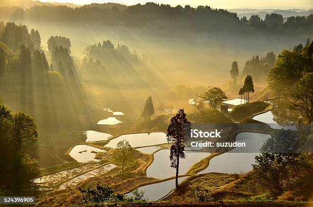 Gamo Of Rice Terraces And Morning Mist Stock Photo - Download Image Now - Niigata Prefecture, Rice Terrace, Fog