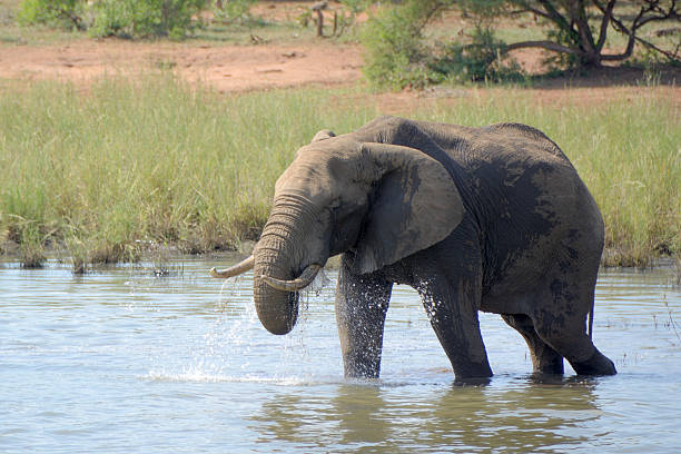 istock African Elephant bull drinking and showering 524396928