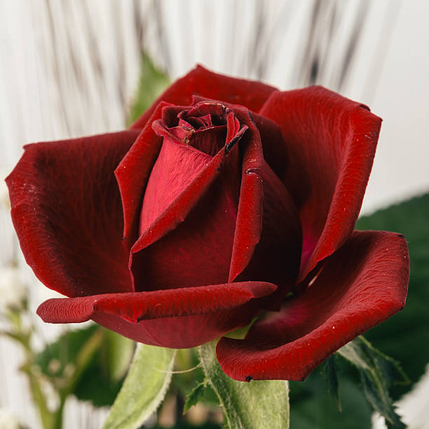 istock Smooth red petals of a rose flower in bloom 524397028