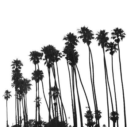 Tropical palm tree on Venice beach - los angeles