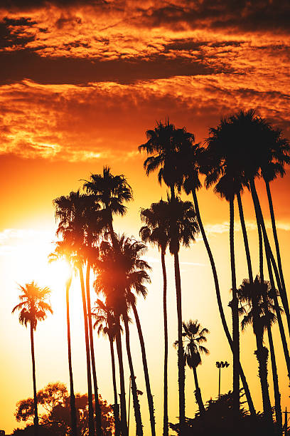 istock Tropical palm tree on Venice beach - los angeles 524397137