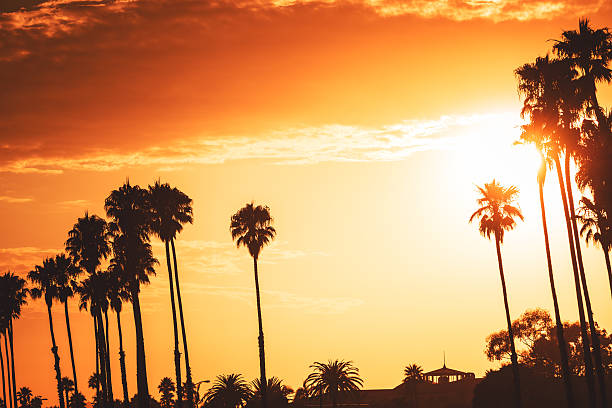 istock Tropical palm tree on Venice beach - los angeles 524397139