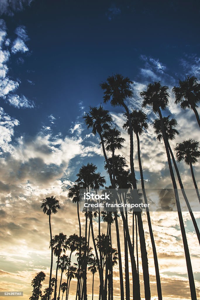 Tropical palm tree on Venice beach - los angeles Back Lit Stock Photo