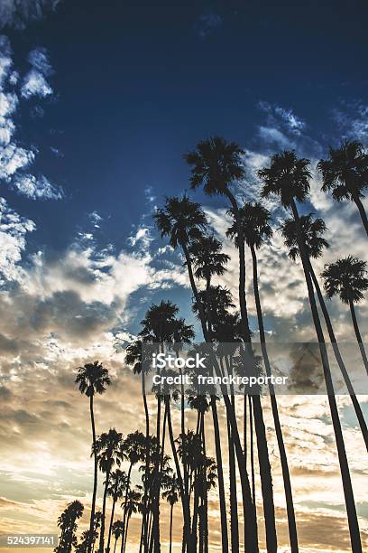 Tropical Palm Tree On Venice Beach Los Angeles Stock Photo - Download Image Now - Back Lit, Beverly Hills - California, California