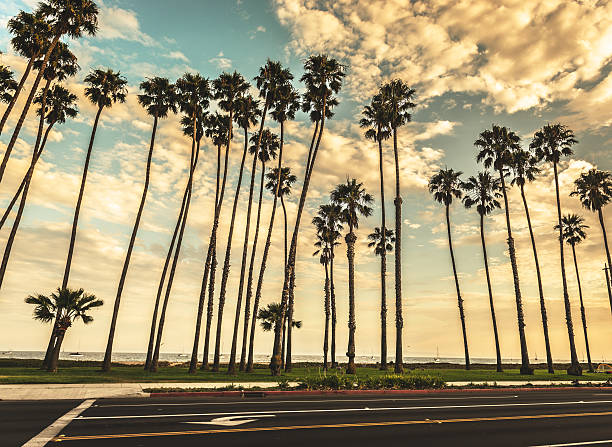 istock Tropical palm tree on Venice beach - los angeles 524397143