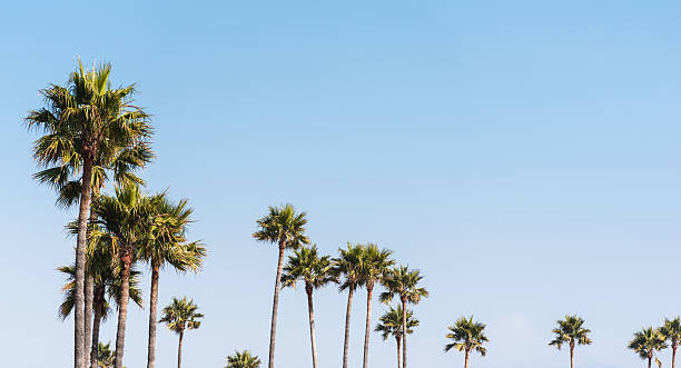 Tropical palm tree on Venice beach - los angeles