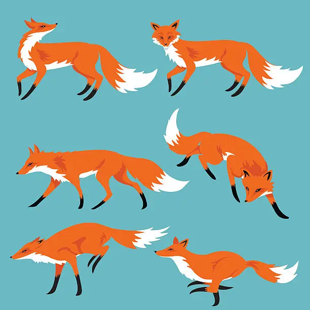 Vector illustration of Set Of Cartoon Foxes On Blue Background
