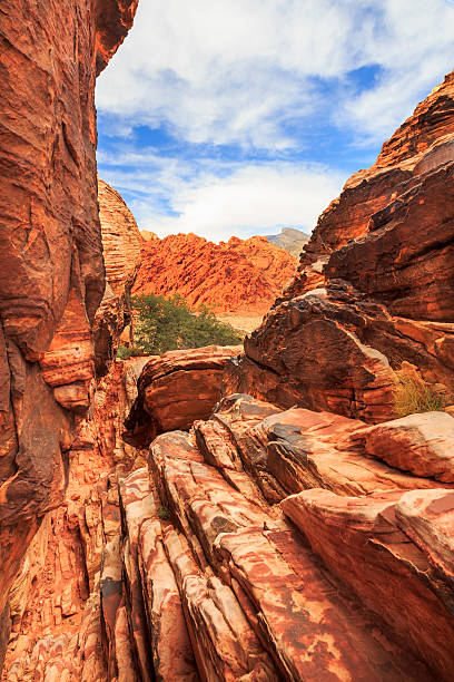 red rock canyon, dans le nevada - arid climate travel destinations canyon dawn photos et images de collection