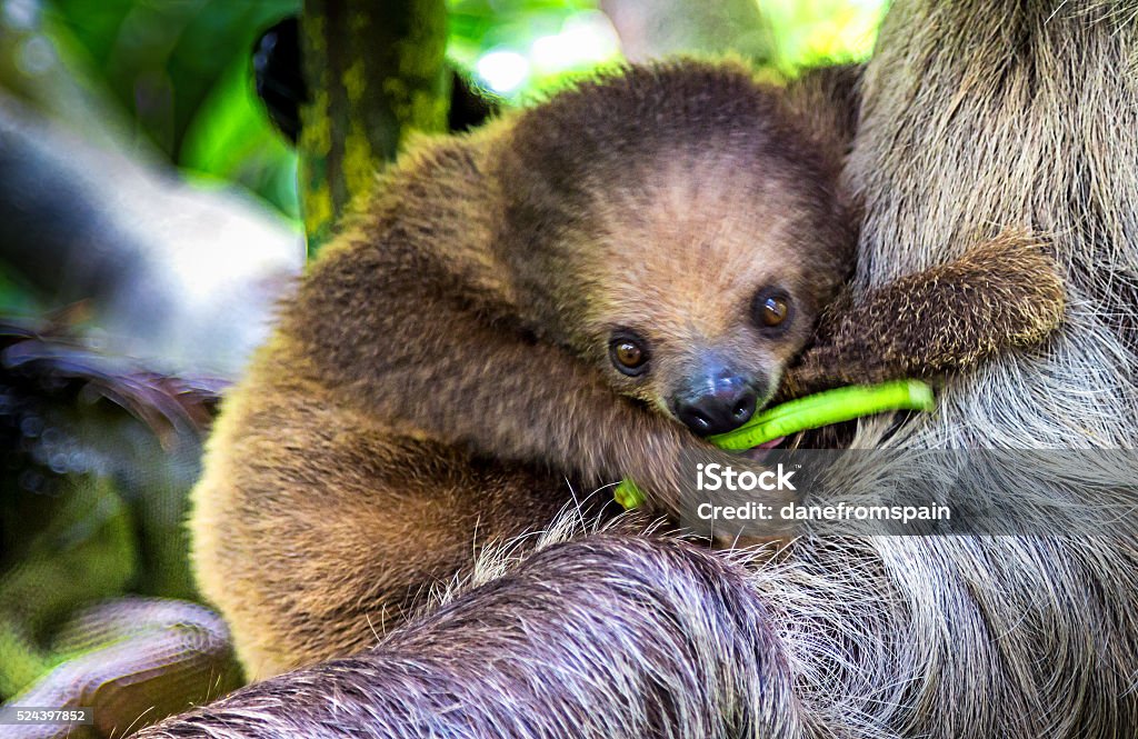 Baby Sloth Eating Vegetable Stock Photo - Download Image Now - Sloth, Cute,  Amazon Rainforest - iStock