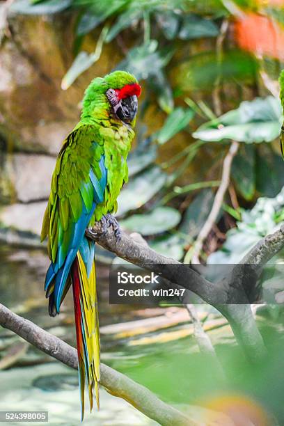 Beautiful Military Mccaw Perched On Branch Stock Photo - Download Image Now - Bird, Mexico, Military Macaw