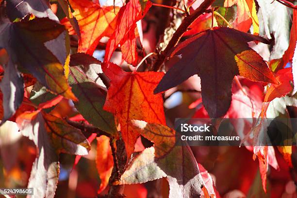 Liquidambar Tree Red Autumn Leaves Image Stock Photo - Download Image Now