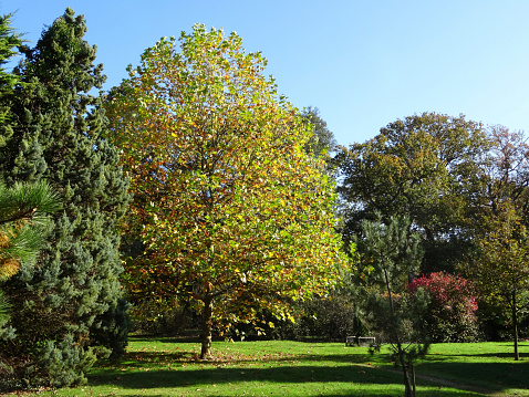 London plane tree image / fall (Platanus-Acerifolia), golden yellow autumn leaves