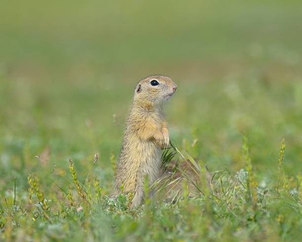 istock European ground squirrel (Spermophilus citellus) in natural habitat 524398859