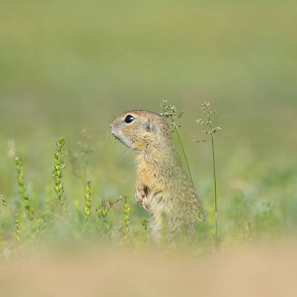 istock European ground squirrel (Spermophilus citellus) in natural habitat 524398861