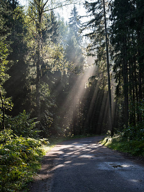 istock forest road with sun rays in the morning 524399197