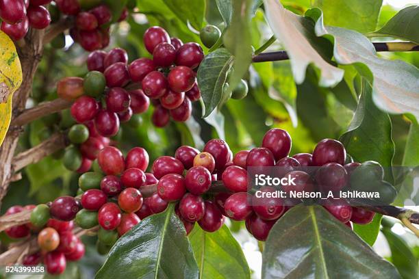 Foto de Cerejas De Café e mais fotos de stock de Agricultura - Agricultura, Amarelo, América do Sul