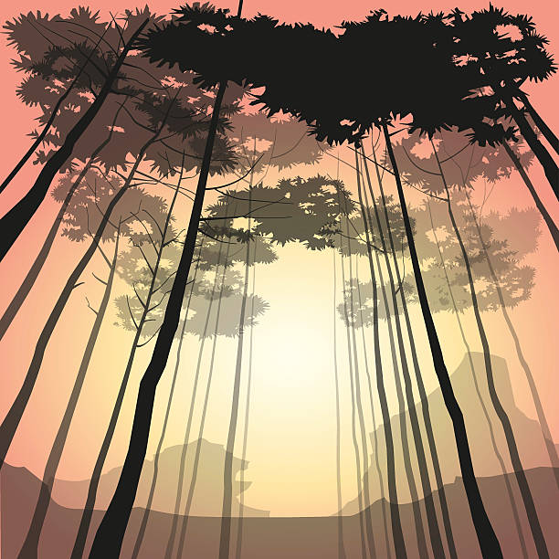 Woods at sunrise vector art illustration