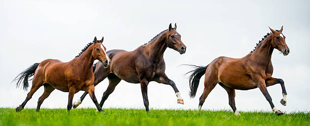 istock Horses galloping in a field 524399445