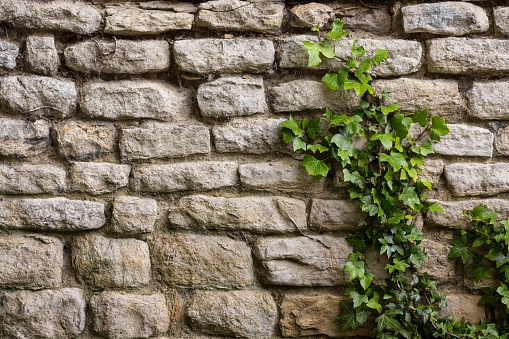 ivy and stone wall