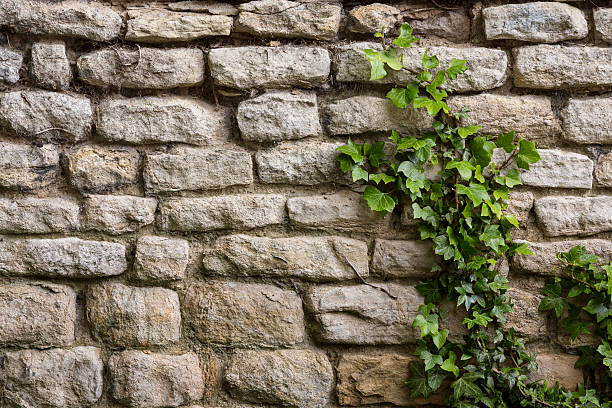 Background - Ancient Stone Wall - Ivy Backgrounds - An ancient stone wall with ivy growing up it. old stone wall stock pictures, royalty-free photos & images