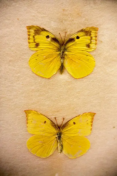 Old mount of dogface butterfly, Zerene species, male at top, female below. California state butterfly.