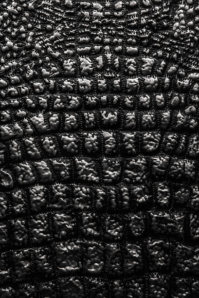 istock metallic texture like crocodile skin leather 524400494