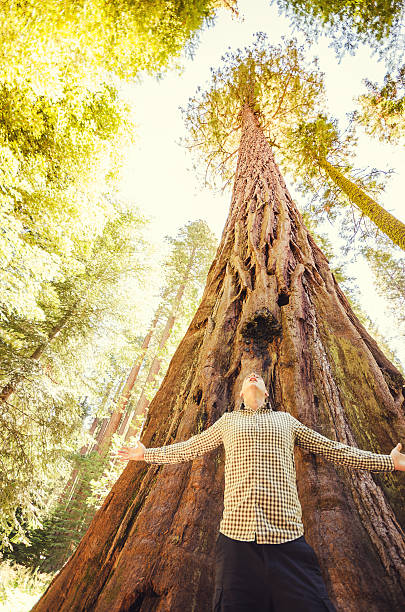 turistico del parco nazionale di sequoia - vertical forest national forest woods foto e immagini stock
