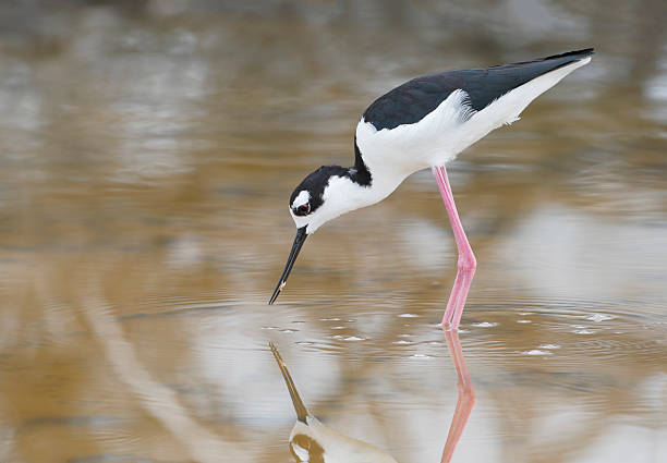 istock Black-necked stilt (Himantopus mexicanus) foraging, Salt Flats, Puerto Rico 524400728