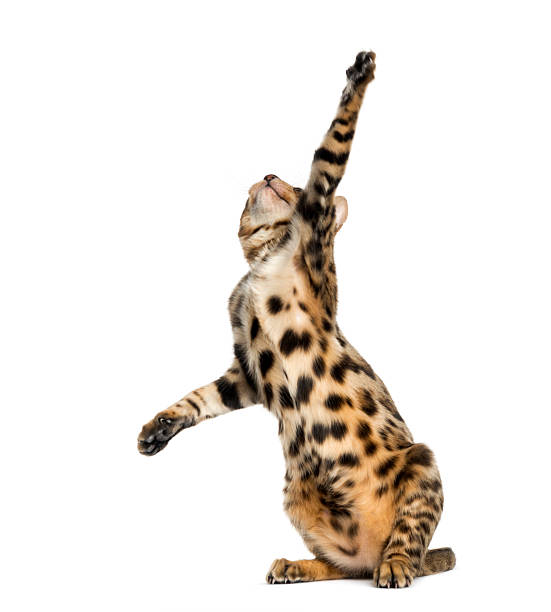 istock Young Bengal cat on hind legs and pawing 524401987