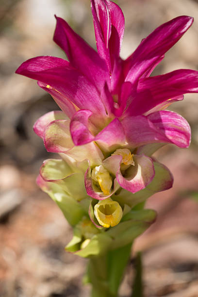 istock Tropical coloured Flower, Costa Rica 524402181