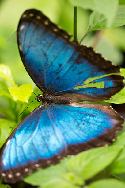 istock Blue butterfly in green vegetal background 524402495
