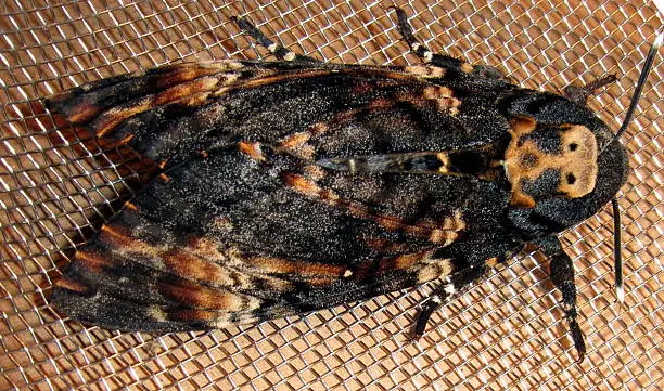 Death's-head Hawk moth (Acherontia atropos) wtth skull-shaped pattern on the thorax.